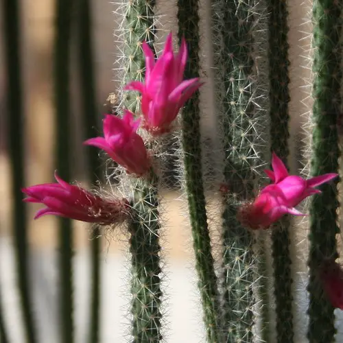 Cactus Queue-de-rat - Aporocactus flagelliformis fleur