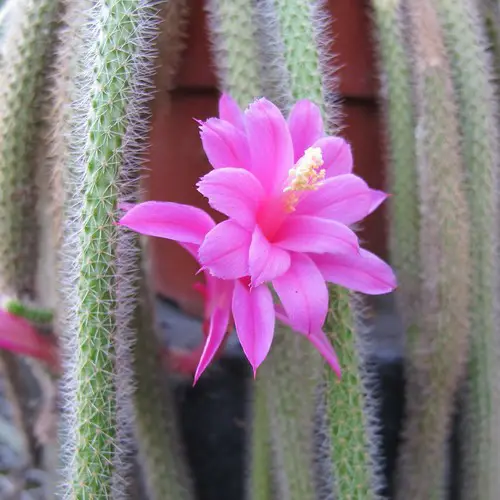 Cactus Queue-de-rat - Aporocactus flagelliformis fleur