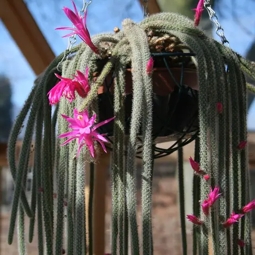 Cactus Queue-de-rat - Aporocactus flagelliformis