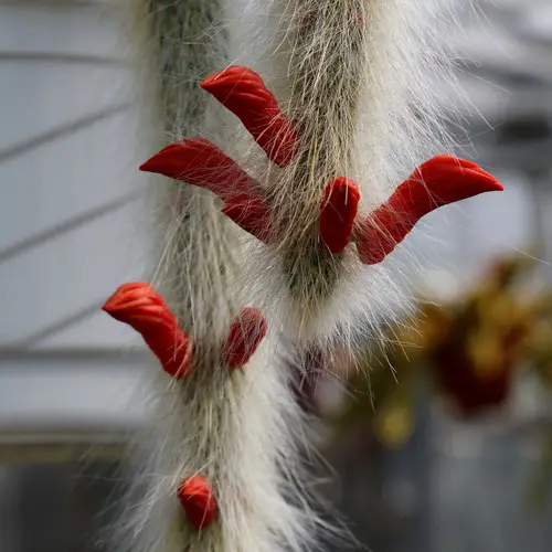 Cactus queue de singe