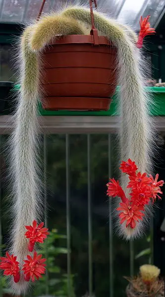 Cactus queue de singe