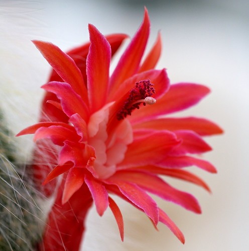 Cactus queue de singe fleur