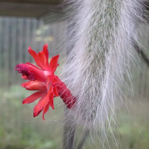 Cactus queue de singe