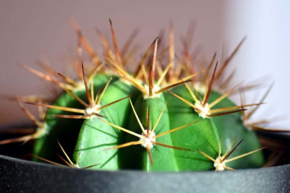 Cactus soleil extérieur