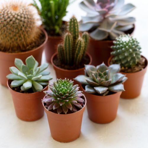 Cactus et succulentes pots en plastique