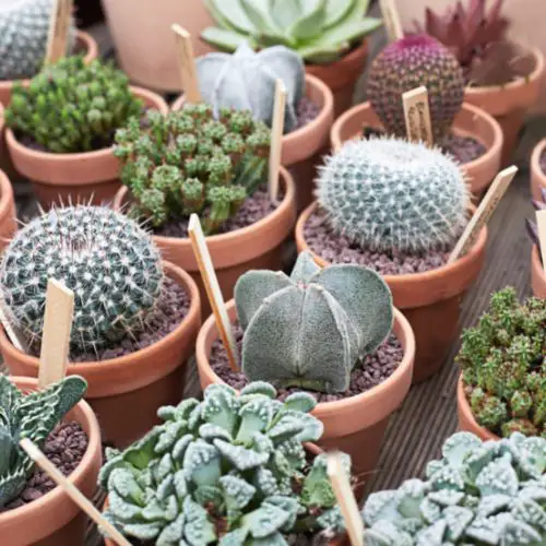 Cactus et succulentes pots en terre cuite