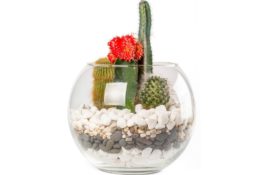 Terrarium cactus succulentes