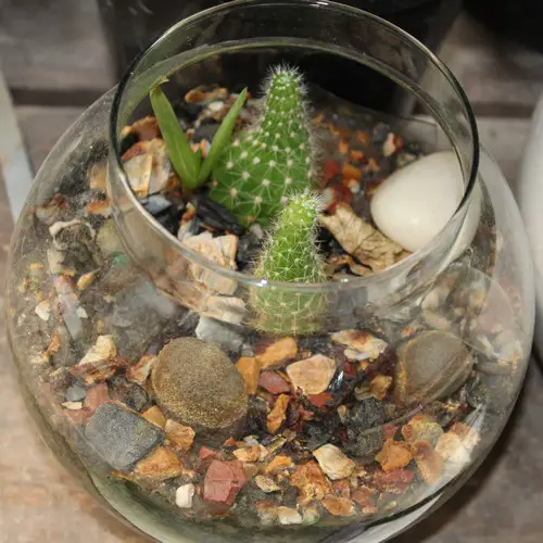Terrarium cactus