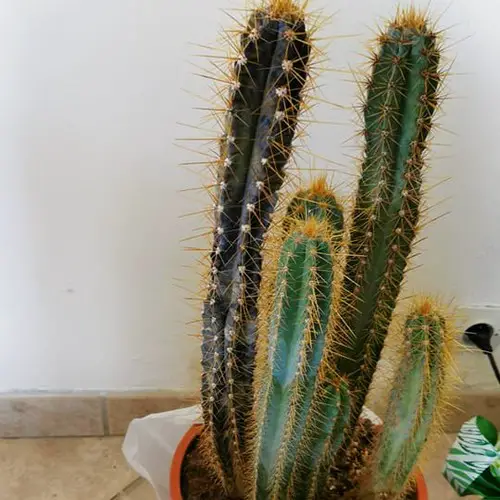 Cactus trop arrosé