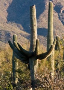 Cactus xérophyte