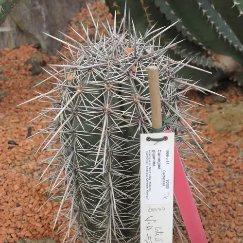 Carnegiea gigantea