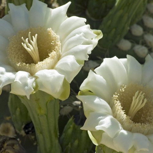 Carnegiea gigantea saguaro fleurs