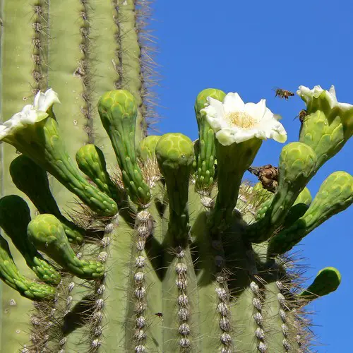 Carnegiea gigantea saguaro fleurs
