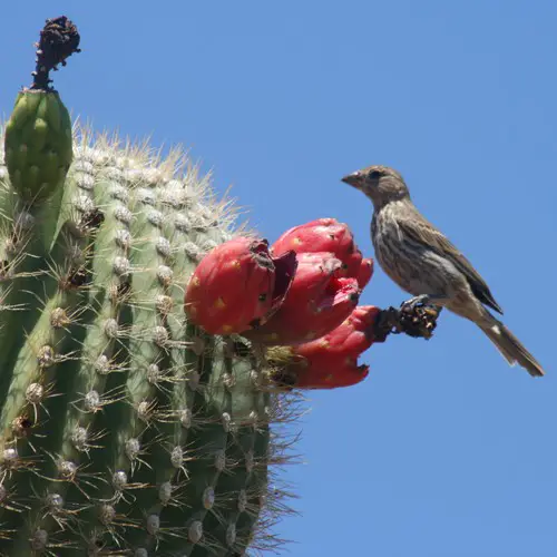 Carnegiea gigantea saguaro fruits