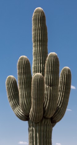Carnegiea gigantea saguaro