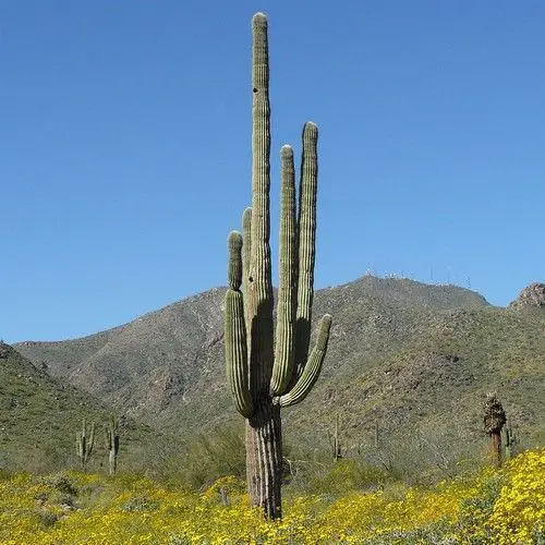 Carnegiea Gigantea