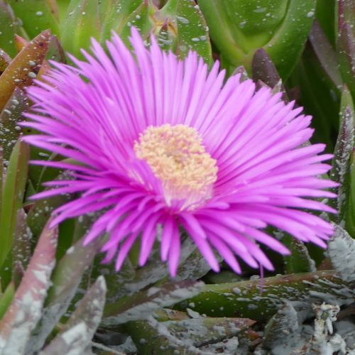 Carpobrotus acinaciformis