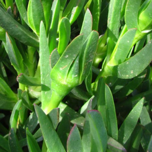 Carpobrotus acinaciformis