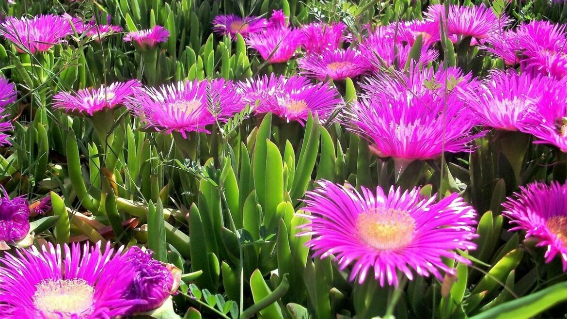 Carpobrotus