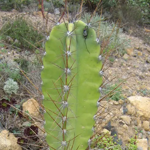 Cereus aethiops