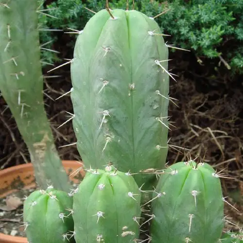 Cereus argentinensis