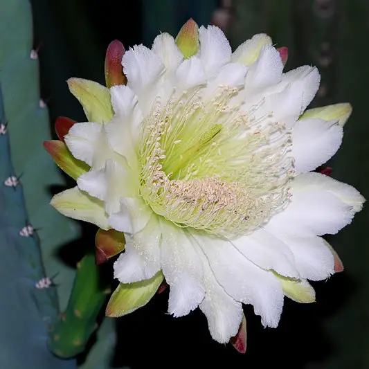 Cereus