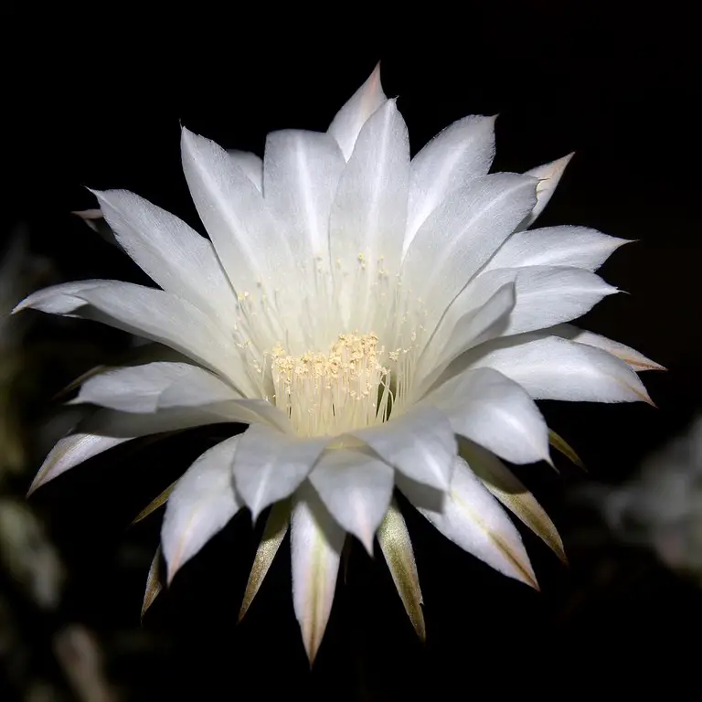 Cereus