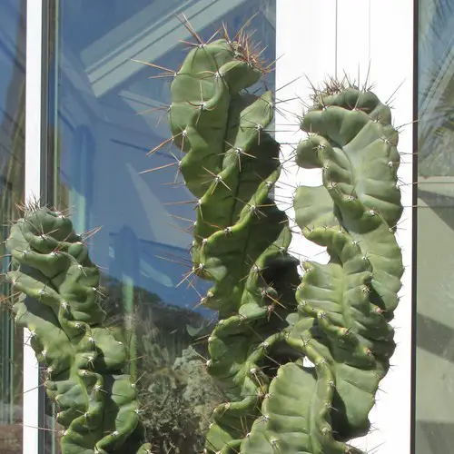 Cereus forbesii spiralis