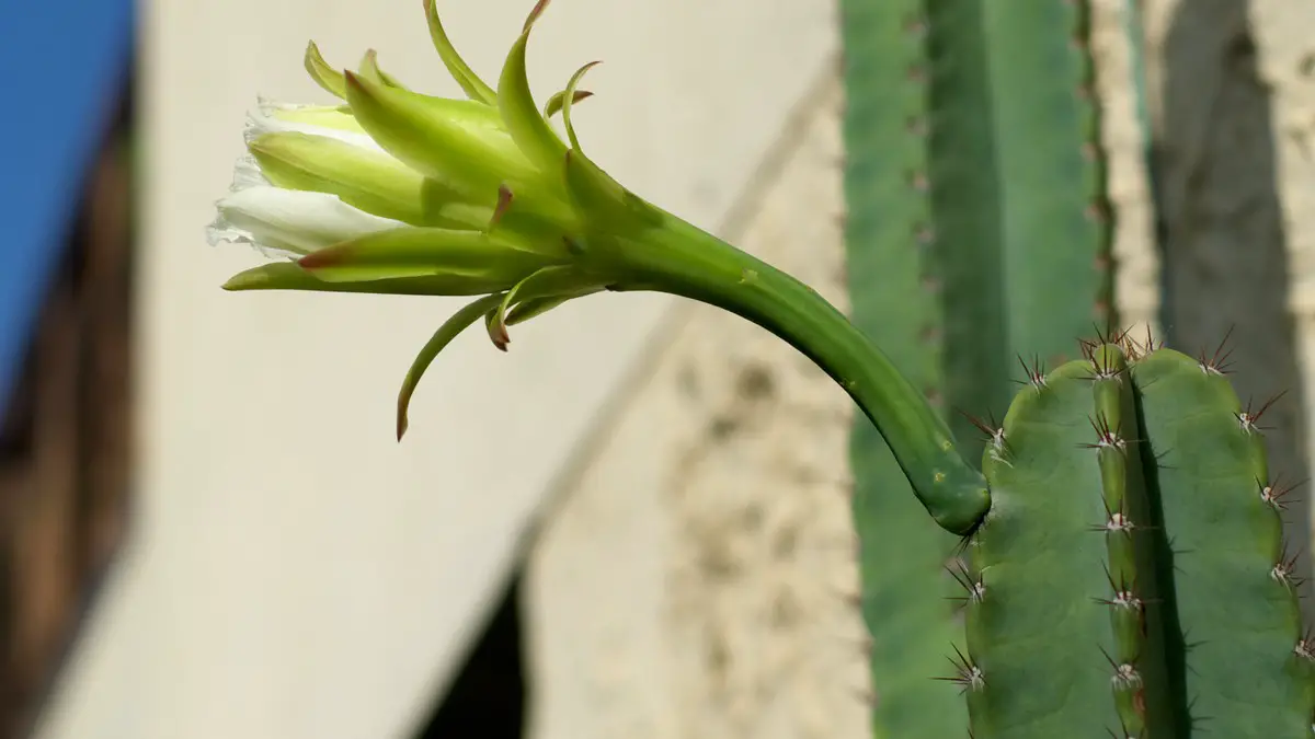 Cereus hexagonus