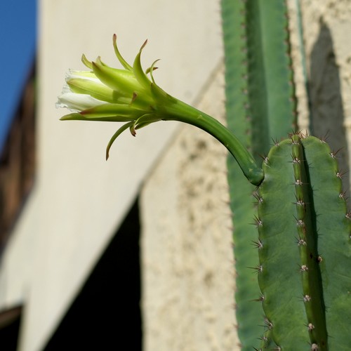 Cereus hexagonus