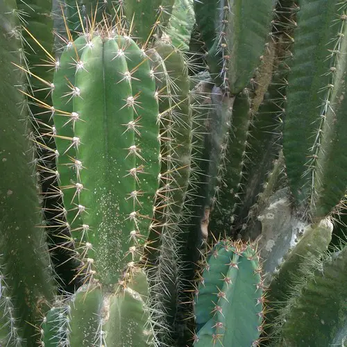 Cereus hildmannianus peruvianus