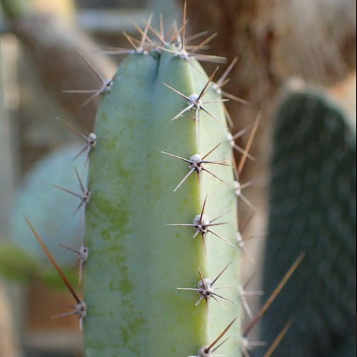 Cereus jamacaru