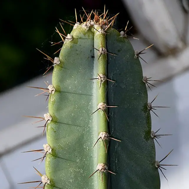 Cereus peruvianus