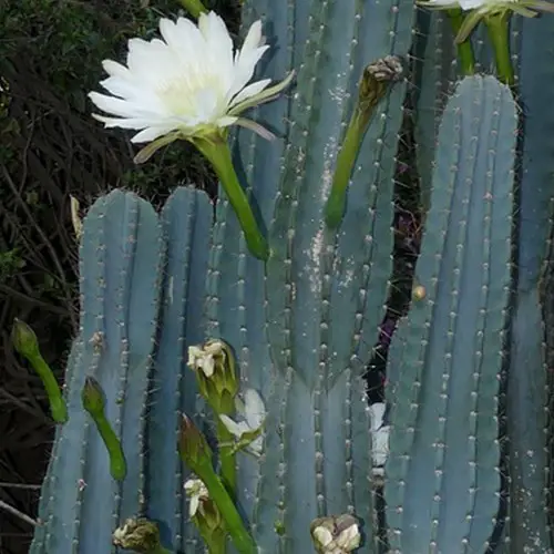 Cereus peruvianus