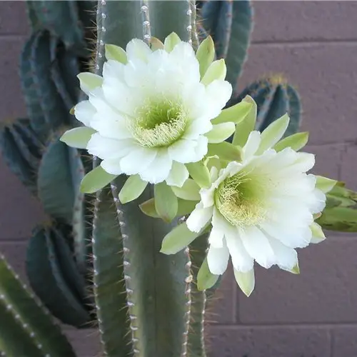 Cereus peruvianus fleur