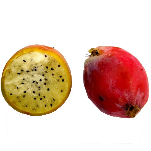 Cereus peruvianus fruit