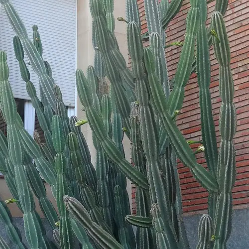 Cereus peruvianus