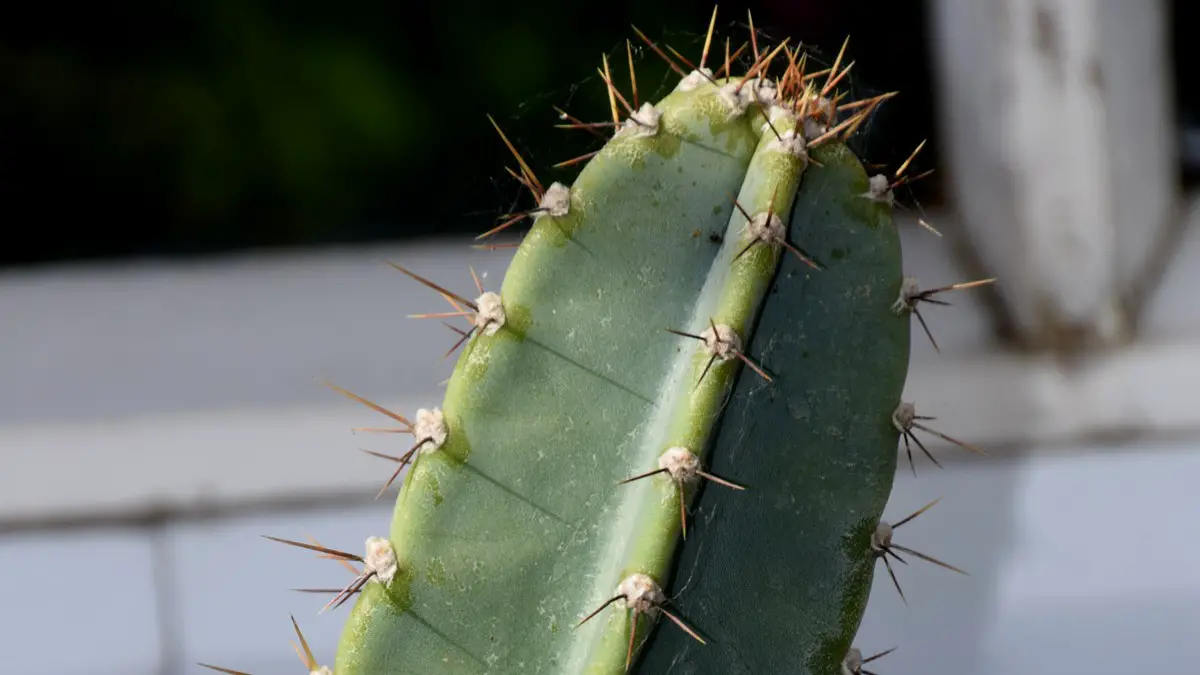Cereus peruvianus