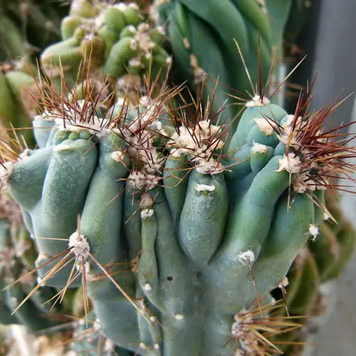 Cereus peruvianus 'monstruosus'