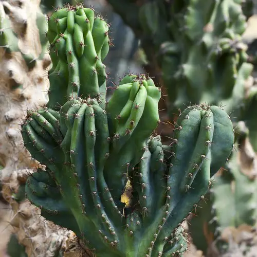 Cereus peruvianus 'monstruosus'