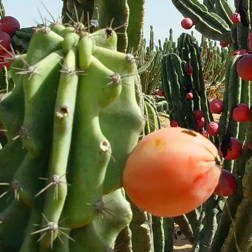 Cereus peruvianus 'monstruosus' fruit