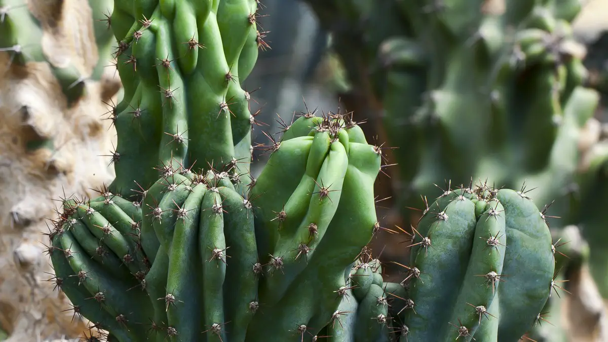 Cereus peruvianus 'monstruosus'
