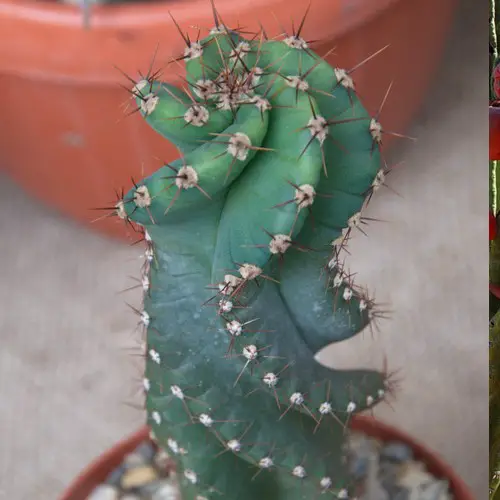 Cereus peruvianus spiralis