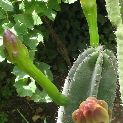 Cereus repandus