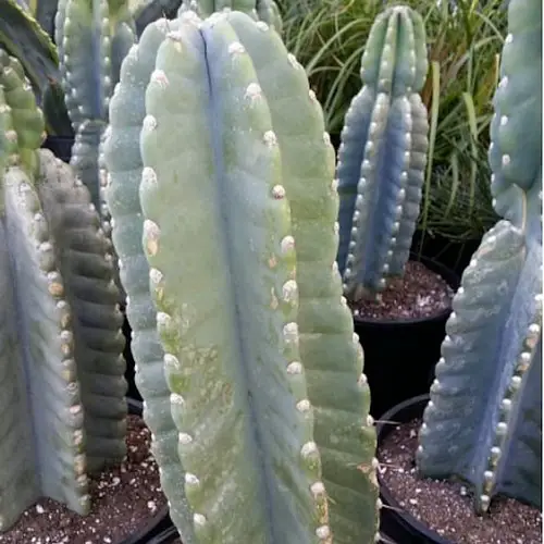 Cereus repandus