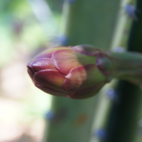 Cereus repandus fleur