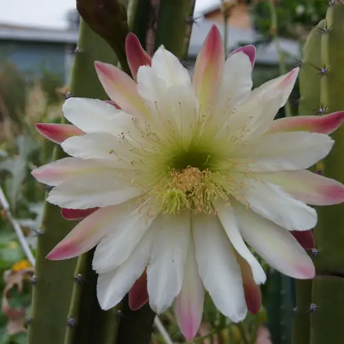 Cereus repandus fleur