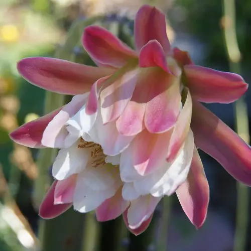 Cereus repandus fleur