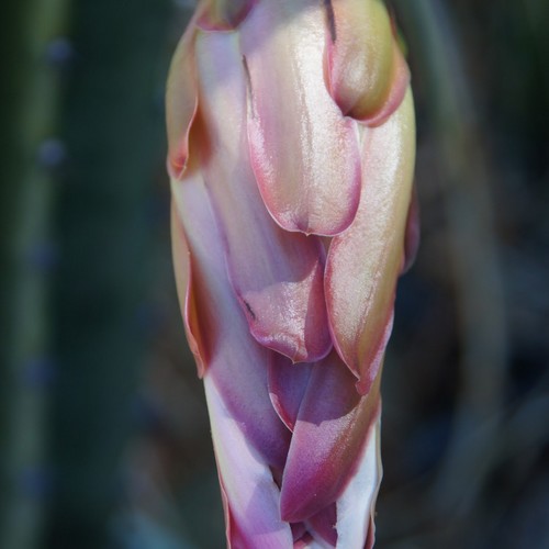 Cereus repandus fleur