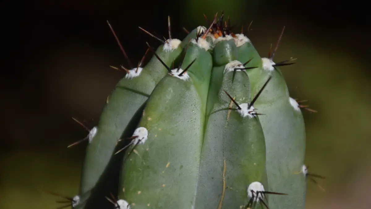 Cereus repandus